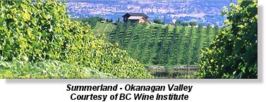Vineyard in Summerland, British Columbia